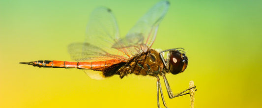 Dragonflies and tassels